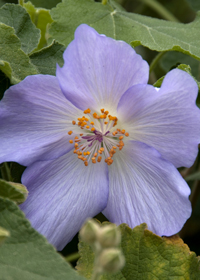 Abutilon x suntense 'Fine China'